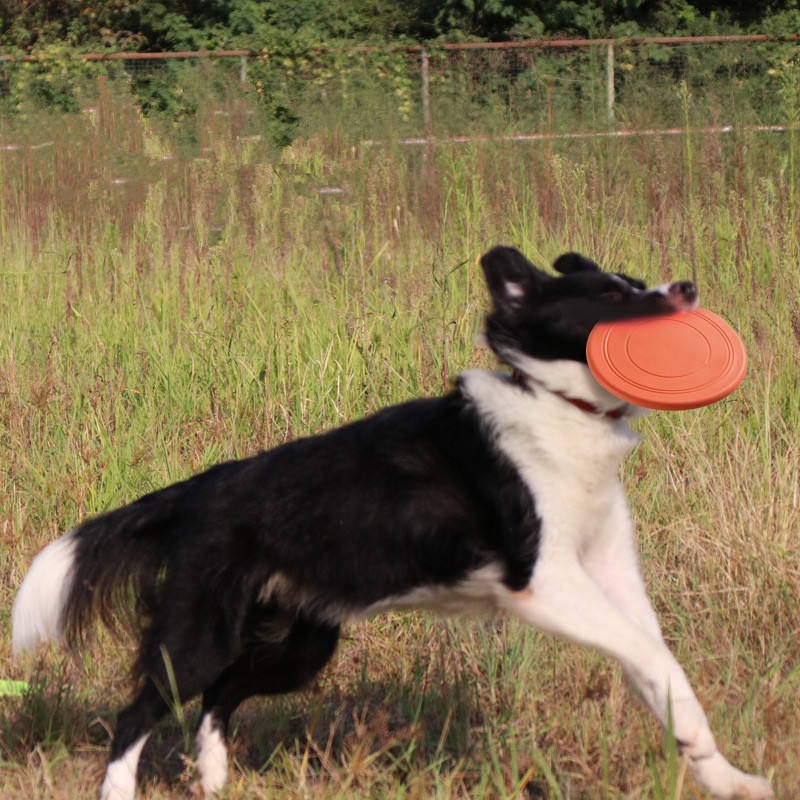 Durable Tear Resistant Pet Fly - Flying Disc Dog Training Toy review and price